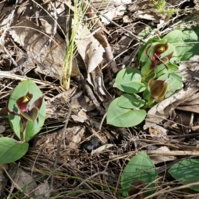 Chiloglottis valida