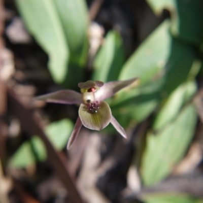 Chiloglottis x pescottiana