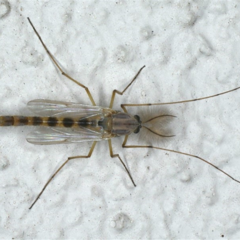 Chironomidae (family)