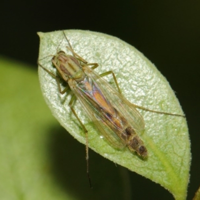 Chironomidae (family)