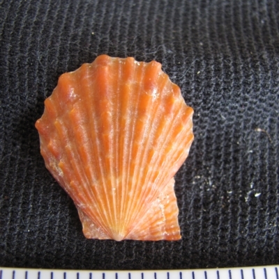 Chlamys (Scaeochlamys) livida