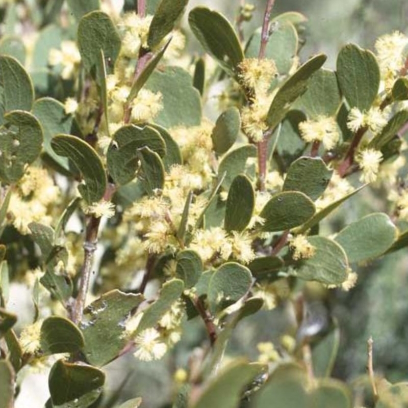 Acacia alpina