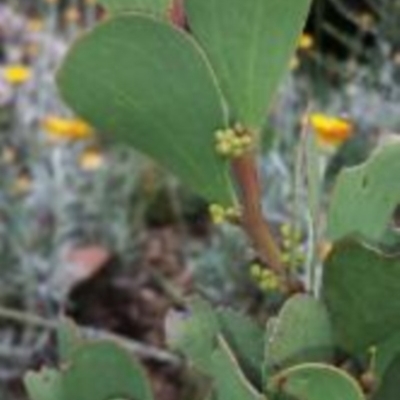 Acacia alpina