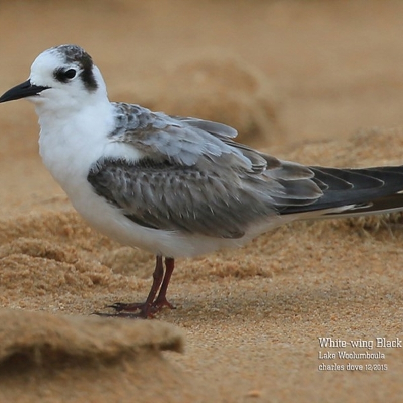 Chlidonias leucopterus