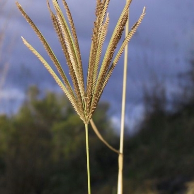 Chloris gayana