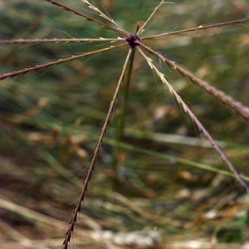 Chloris truncata