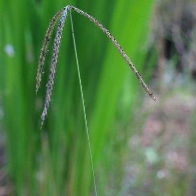 Chloris ventricosa