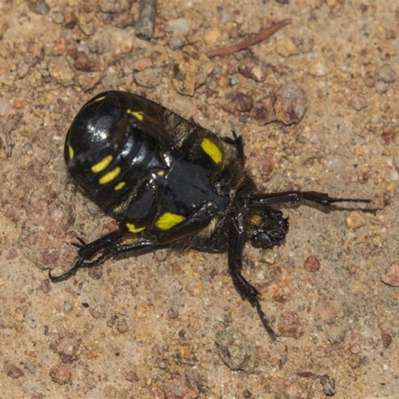 Chlorobapta frontalis