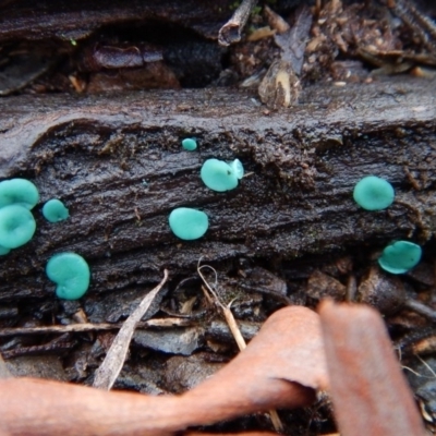 Chlorociboria