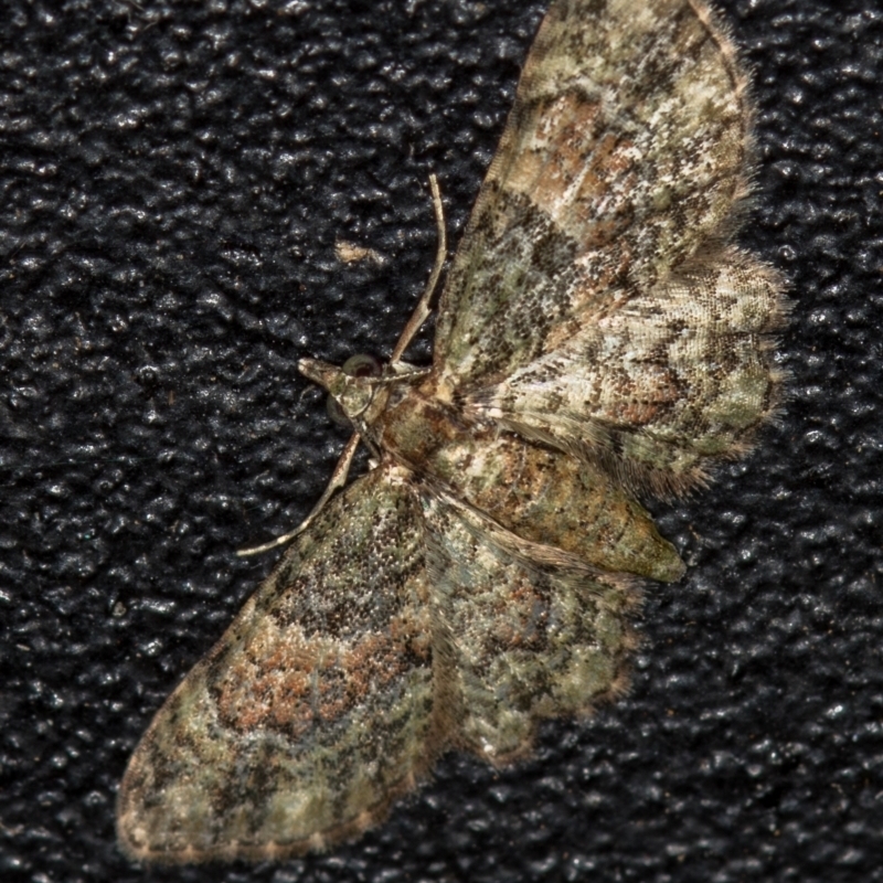 Chloroclystis catastreptes