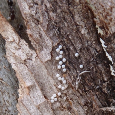 Acrodipsas myrmecophila