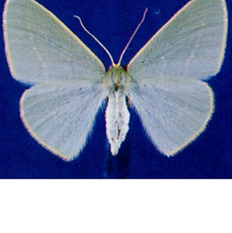 Chlorocoma assimilis