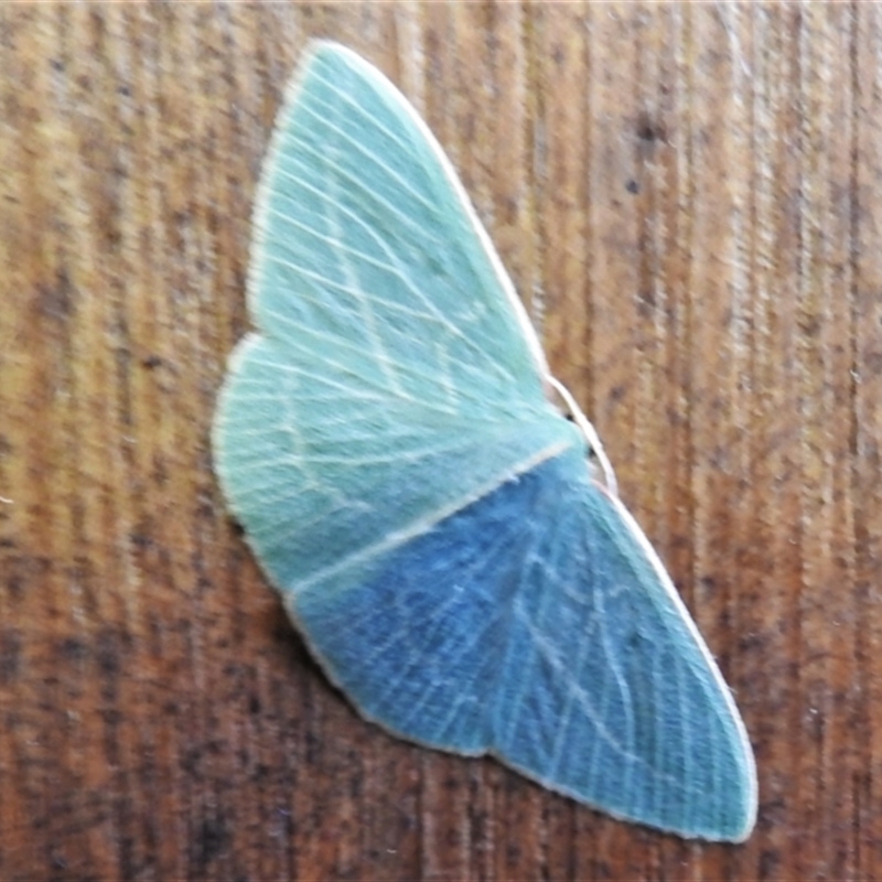 Chlorocoma carenaria