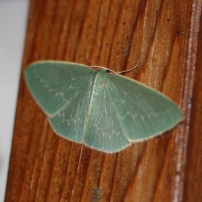 Chlorocoma dichloraria