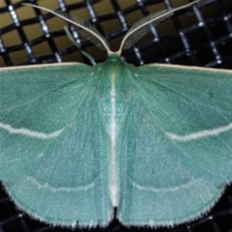 Chlorocoma stereota
