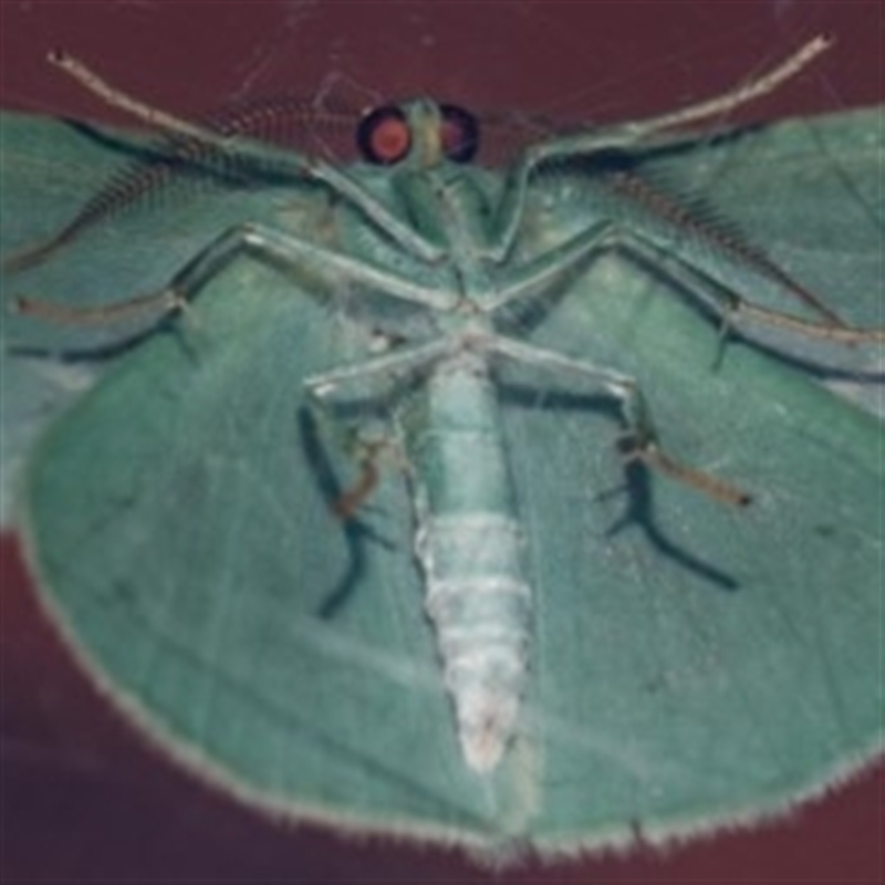 Chlorocoma stereota