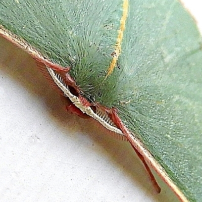 Chlorocoma vertumnaria