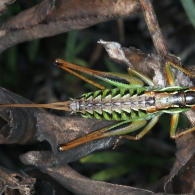 Chlorodectes montanus