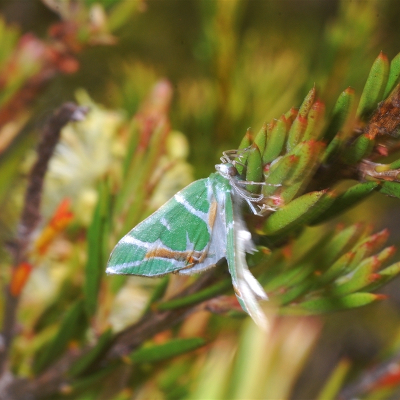 Chlorodes boisduvalaria