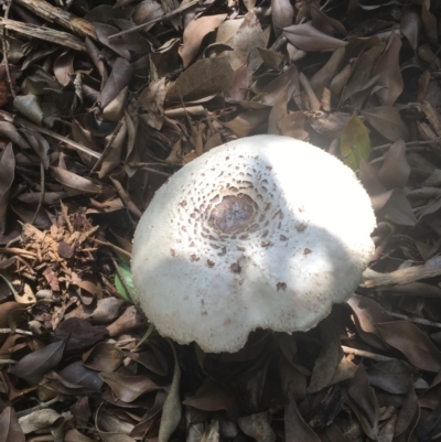 Chlorophyllum molybdites