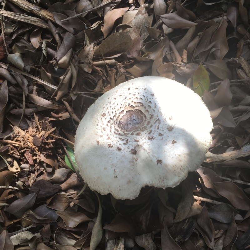 Chlorophyllum molybdites