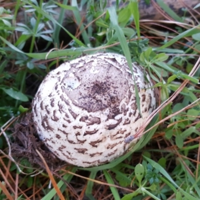 Chlorophyllum sp.