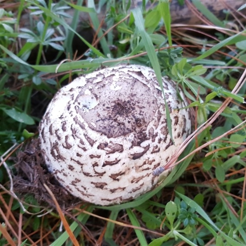 Chlorophyllum sp.