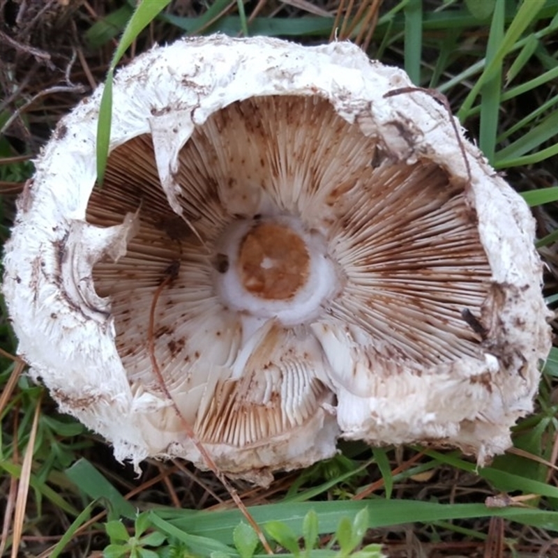 Chlorophyllum sp.