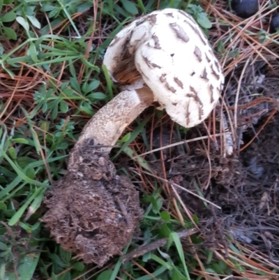 Chlorophyllum sp.