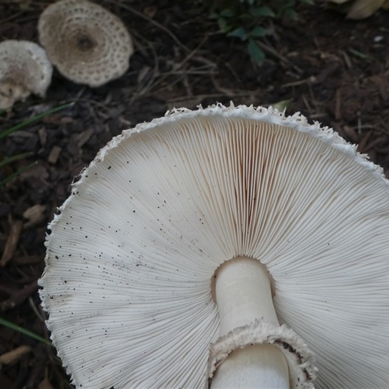 Chlorophyllum/Macrolepiota sp. (genus)