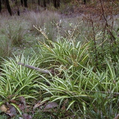 Jackie Miles, variegated form
