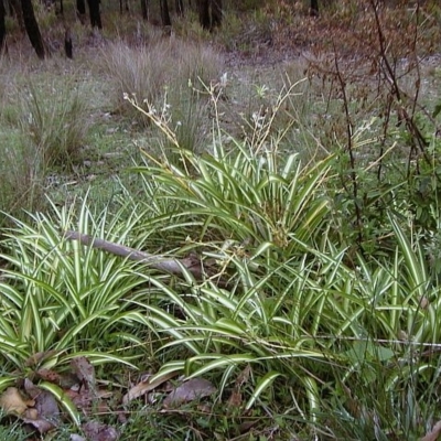 Chlorophytum comosum