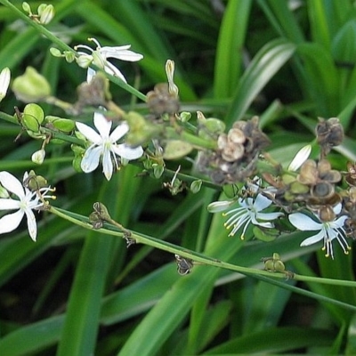 Chlorophytum comosum