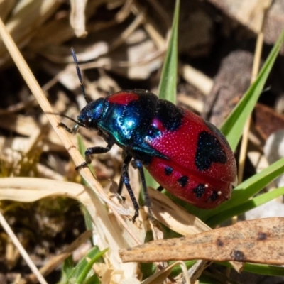 Choerocoris paganus