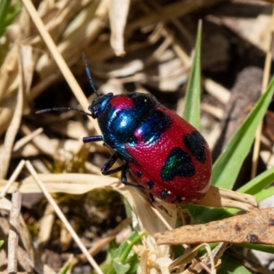 Choerocoris paganus