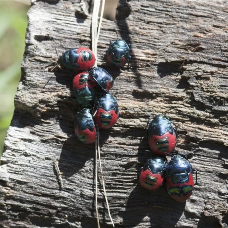 Choerocoris paganus