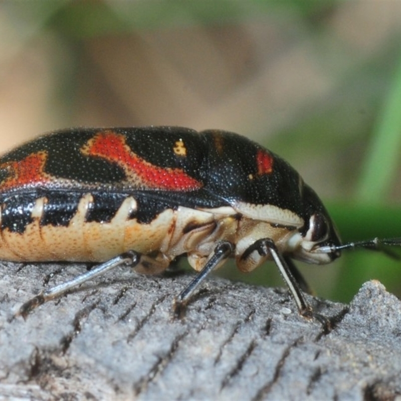 Choerocoris variegatus