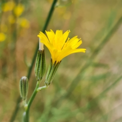 Chondrilla juncea