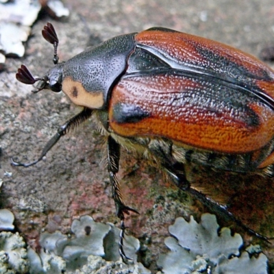 Chondropyga dorsalis