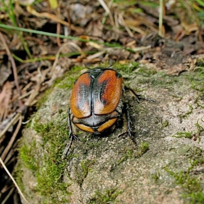 Chondropyga dorsalis