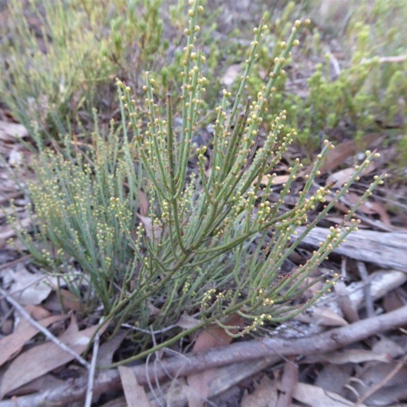 Choretrum pauciflorum