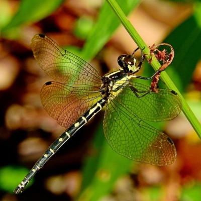 Choristhemis flavoterminata