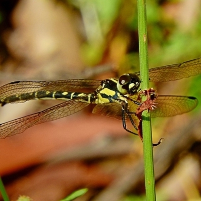 Choristhemis flavoterminata