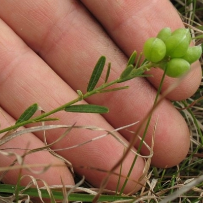 Chorizema parviflorum