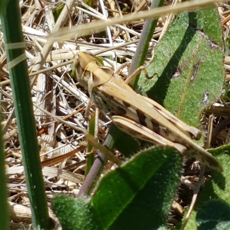 Chortoicetes terminifera