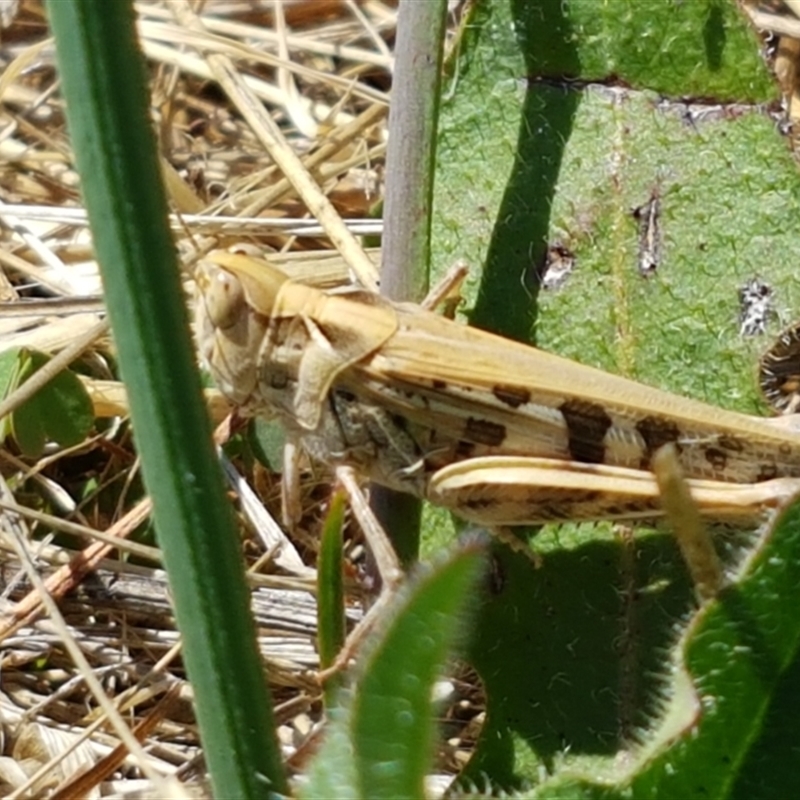 Chortoicetes terminifera