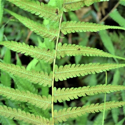 Christella dentata