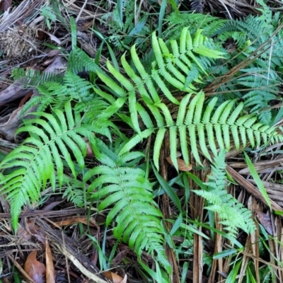 Christella dentata