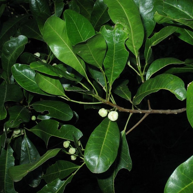 Acronychia oblongifolia