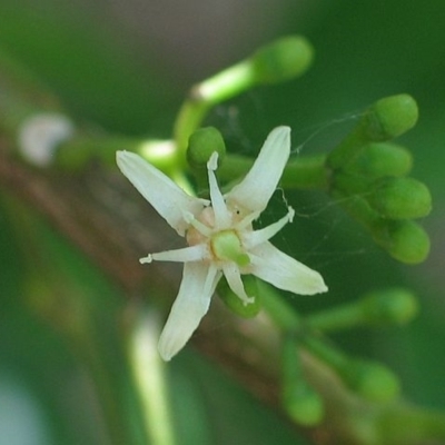 Acronychia oblongifolia